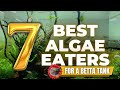 Here Are The BEST Algae Eaters For Betta Fish...