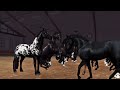 𝐈𝐑𝐎𝐍 𝐐𝐔𝐄𝐄𝐍𝐒 👑 Friesians VS Dutch Warmblood’s    𝐀 𝐛𝐢𝐭 𝐨𝐟 𝐛𝐨𝐭𝐡...