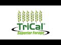 Triticale Management: Protecting Your Soil in the Winter