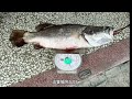 ｛前打釣魚🎣｝久違的興達港！沒想到這邊的魚還記得我🤣#興達港 #金目鱸 #前打 #紅槽 #放流