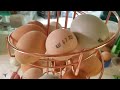 Ahab The Chicken Lays An Egg After Being Broody