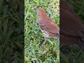 brown thrasher eating from my hand in Orlando, florida