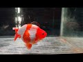 ranchu red white