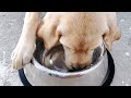Healthy Home made food for Labrador puppy | Labrador puppy food chart in tamil