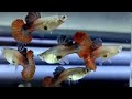 Rare Guppy Collection | FULL TOUR!!!