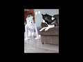 Husky Pranked By Wolf Mask! #shorts