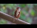 White Throated Kingfisher Juvenile