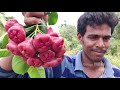 Water Apples Cutting And Eating In My Village | Farm Fresh Rose Apples Harvesting |  Bell Fruit