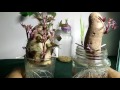 Project, Growing sweet potatoes in containers, water, jars