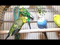 136 Min Budgies Chirping Parakeets Sounds Reduce Stress Heal ADHD Anxiety Heart Diseases