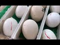 How to Make AUTOMATIC EGG TURNER at home - EGG Turner INCUBATOR