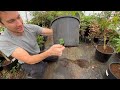 Plant Propagation 101 #7 | When is the Best Time to Root Rose Cuttings