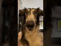 do you know your noodle? part 1 #borzoi #silkenwindhound #dog #petsofyoutube #voiceover #satire #fyp