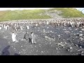 King Penguins.avi