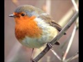 Robin bird chirping