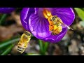 Bee Spiritual Meaning | Bee Spirit Animal #beespiritualmeaning #beespiritanimal