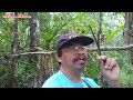 menjebak tupai di hutan Sibu Sarawak .// jebakan maut di tamatkan.episod 31.