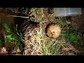 1 YEAR Hamster in wild natural only soil TERRARIUM cage