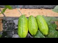 The first harvest of zucchini