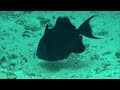Blue Whisper - The Fascinating World Beneath the Waves | Free Documentary Nature