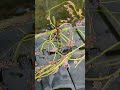 mountain newts enjoying Hikari Goldfishgold ✌️😁