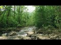Relaxing River Sounds - Peaceful Forest River - Relaxing Nature Video - Sleep/ Relax/ Study