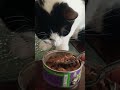 CAT food, purina