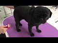 Black pug BATH TIME / undercoat  removing / cutting nails / How to / Grooming dog salon