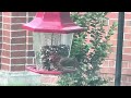 Hungry finch 3