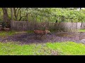 Stag in a puddle near my garden, Roaring and grunting | Mating season