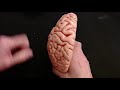 Brain Anatomy Review and Quiz