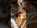 猫のニャッチお母さんを思い出してんのかな?