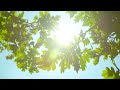 Relaxing Music Healing Stress, Anxiety and Depressive States, Heal Mind, Body and Soul
