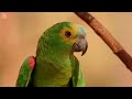 CUTE PARROTS | COLORFUL BIRDS | RELAXING SOUNDS | STUNNING NATURE | BEAUTIFUL PETS | STRESS RELIEF
