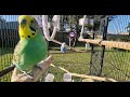 Budgie TV: Music for Birds