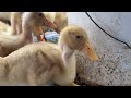 Process of Raising Ducks for Meat at Poultry Farms - Duck Meat Farm.
