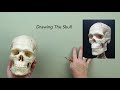 ANATOMY FOR ARTISTS:  Head & Neck