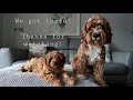 Cavapoo Puppies F1 Vs F1B | When Sansa Met Bertie