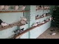 Breeder Pigeons Care/ Breeding Tips [ HashimMahmood Pigeons ]