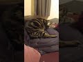 Cute Chubby Cat Snoring Loudly