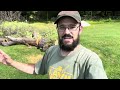 Disease in the Orchard?! - Cutting Down an Old Crabapple Tree