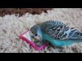 Budgie singing to mirror | Parakeet Sounds