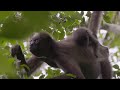 Swing Through the Trees With Amazing Spider Monkeys | National Geographic