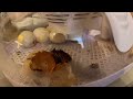 Ducklings Hatching in Incubator: Saving the Orphans After Mother Was Hit by a Car