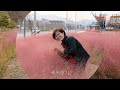 영강따라 핑크뮬리(Pink Muhly) 보러가기(20231101)