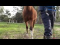 Horse training concept