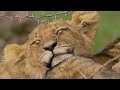 10 Minutes of Animal Moments