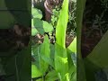 Harvesting talong / eggplant