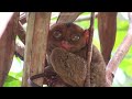 Amazon Jungle Animals 8K ULTRA HD🐾Magnificent Planet Wildlife🌿Explore Majestic Animals