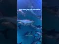 Raipur’s 1st Aquarium 🐠😍| #raipur #fish #fishaquarium #fishtunnel #youtubeshorts #shortvideo #new